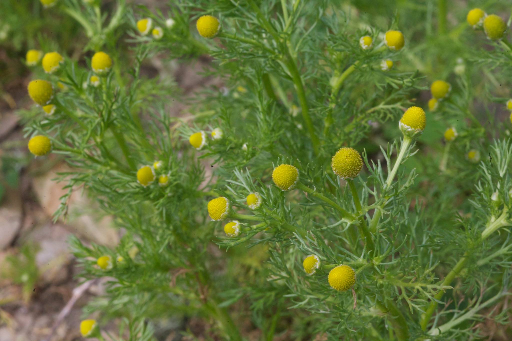 herb wild chamomile close up to my backyard city homestead