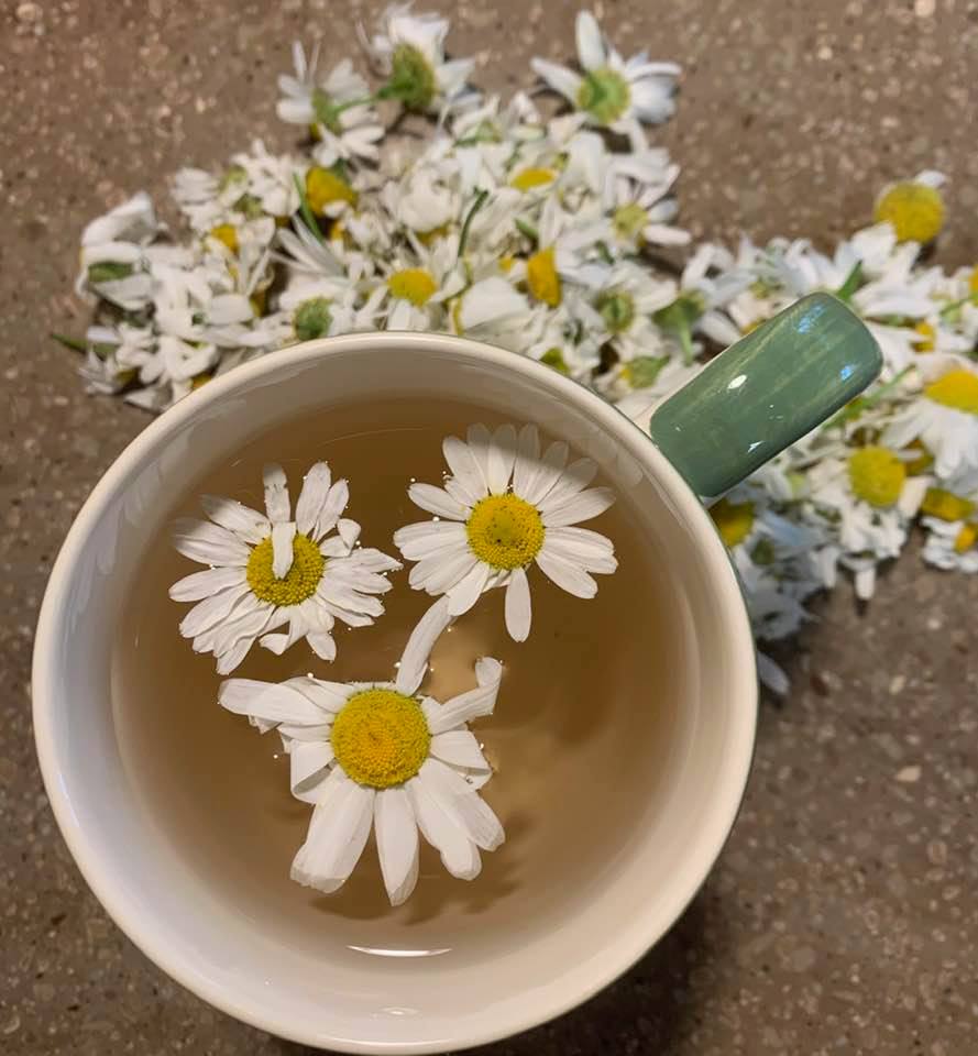 herb chamomile tea in my kitchen – Welcome to my backyard city homestead